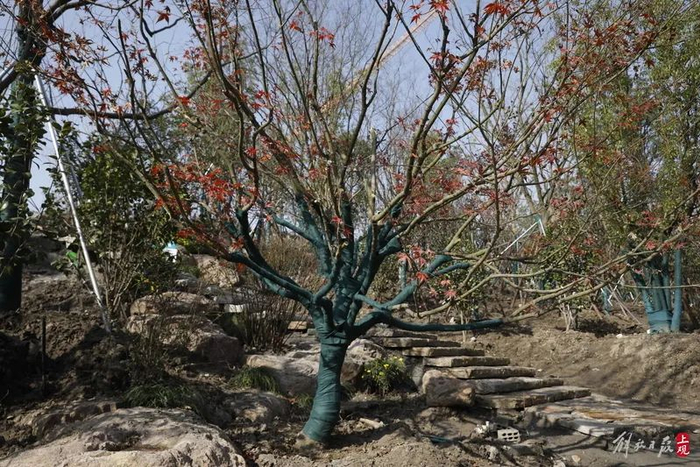在苗木选择上，一般不会采用根系特别庞大、植株高大的树木，以抵御台风等极端天气侵扰。