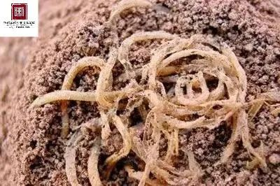 ▲2002年考古学家在青海省民和县喇家遗址发现的面条近景。