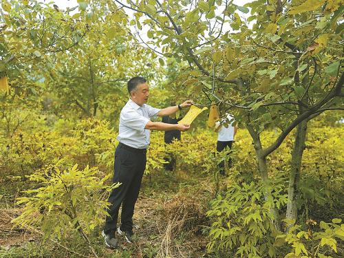 兰瑞涛在察看核桃病虫害防治成效兰瑞涛供图