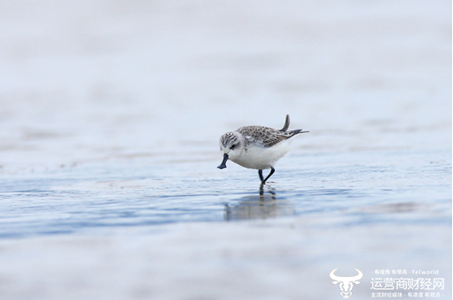 图：此次上线的候鸟保护公益项目“守护栖息地任鸟飞”