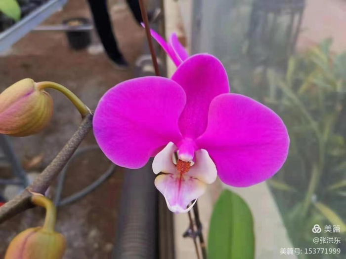 市场十分罕见的天蓝色蝴蝶兰品种