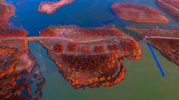     滨湖红杉林红似火 刘庆桥  摄    