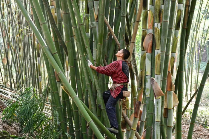 　　图注：竹农收获斑布1号