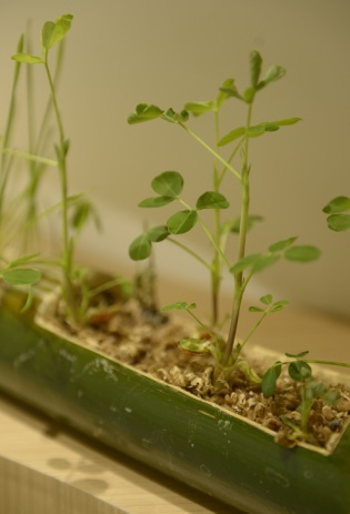 　　图注：竹浆纸循环利用可以种植植物