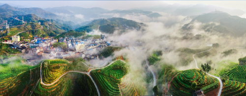 　　垅上茶乡竹管垅