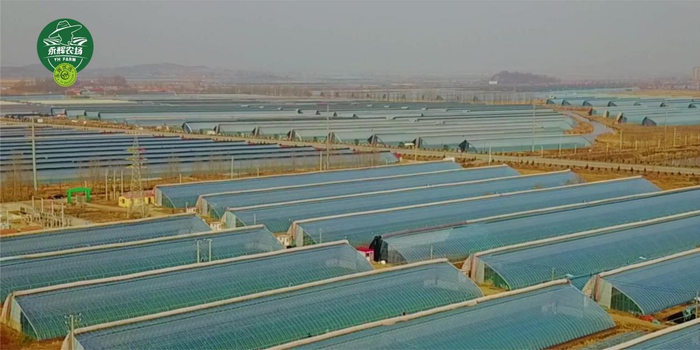 　　▲“永辉农场”丹东草莓生产基地