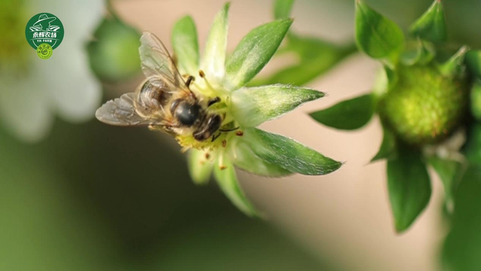 　　▲“永辉农场”丹东草莓培育过程