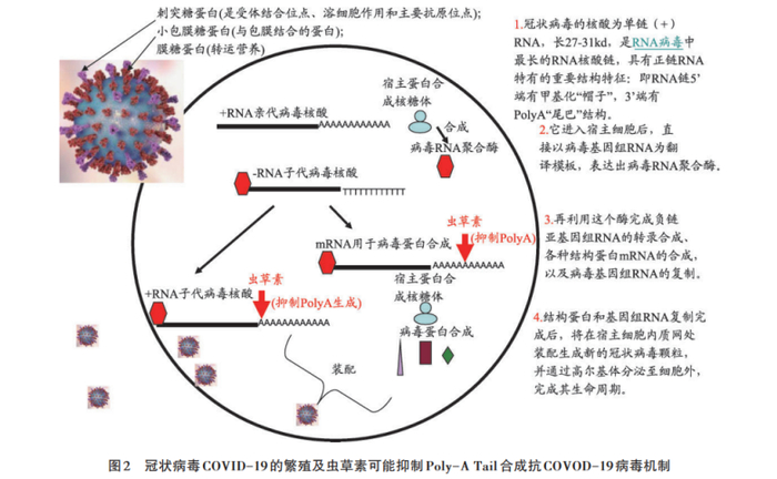 　　图源:《腺苷受体及蛹虫草虫草素在新冠肺炎防治中相关的药理机制》