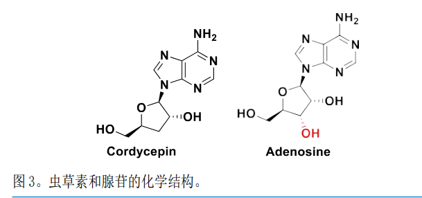 　　图源:AmgadM Rabie博士团队报告《腺苷类似物虫草素对SARS-CoV-2复制的有效抑制活性》