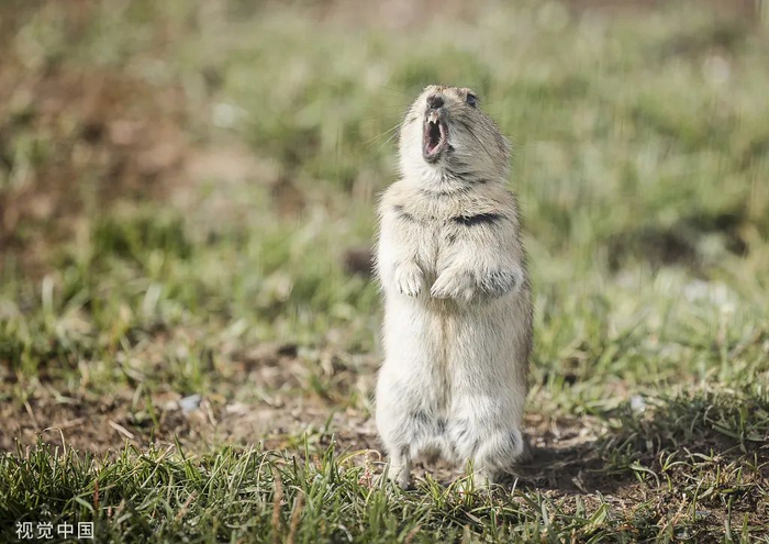 草原上的鼠兔
