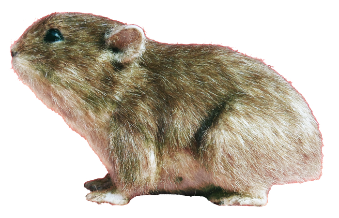 安徽模鼠兔复原图