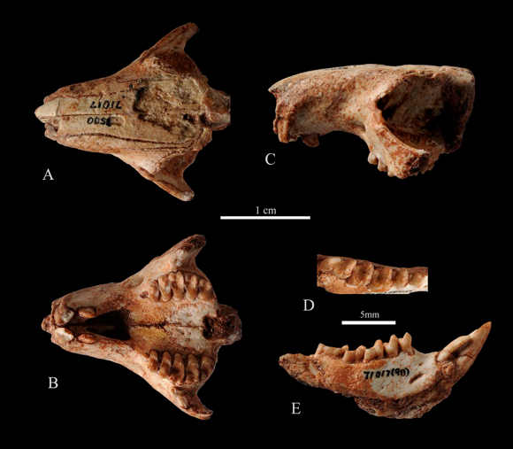 安徽模鼠兔化石