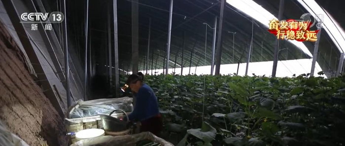 　　清晨4时，山东寿光的蔬菜种植户刘相勇走进蔬菜大棚，摘下500多斤黄瓜。