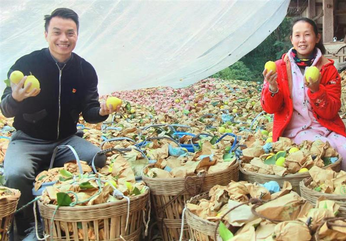 黄金村第一书记李庆与脱贫户展示采收成果。