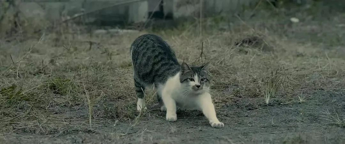 《假如猫从世界上消失了》剧照