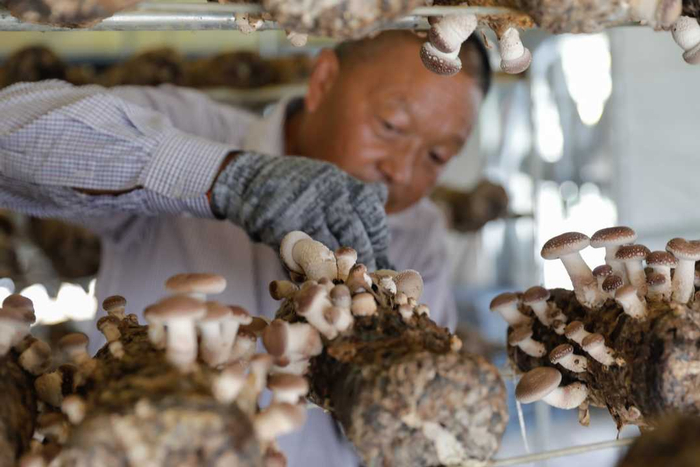武陟县谢旗营镇后圪垱村香菇种植大棚里，工作人员正在采摘香菇。王琳锋  摄