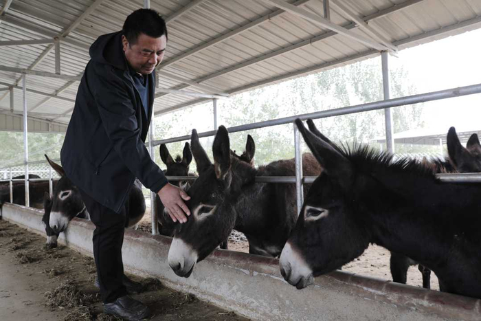 武陟县小董乡楼下村毛驴养殖基地，工作人员正在查看毛驴长势。王琳锋  摄