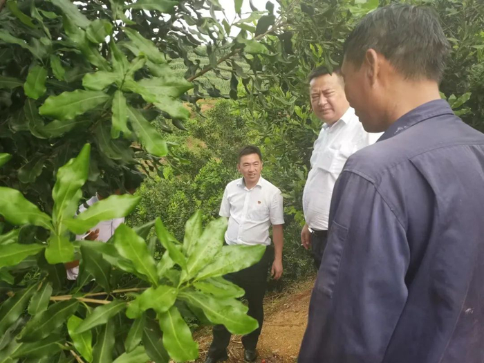 永德县农商行对种植户开展调研 来源：永德县农商行