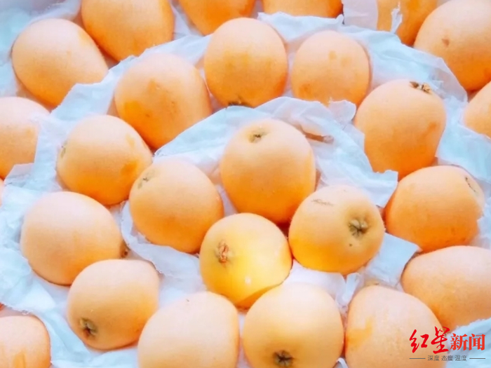 ▲米易枇杷（图据米易县人民政府）