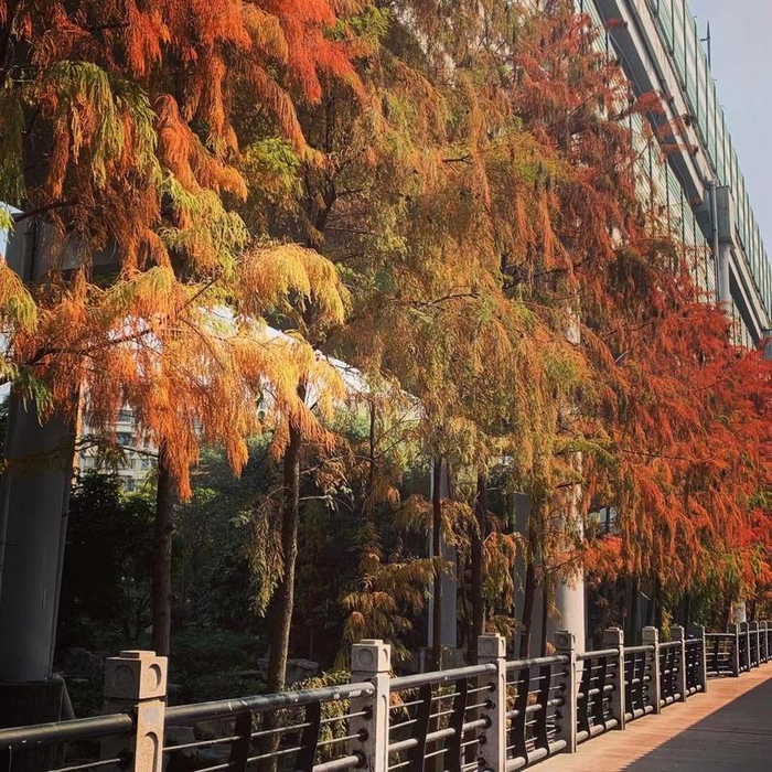 ↑东濠涌的落羽杉