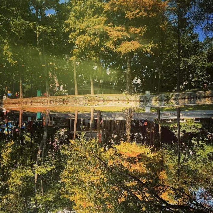 ↑越秀公园的落羽杉