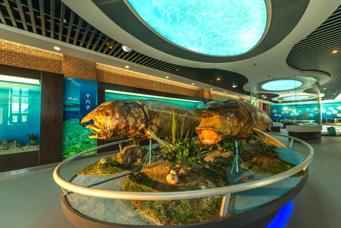 抚远鱼博馆展示的鲟鳇鱼标本。资料图片