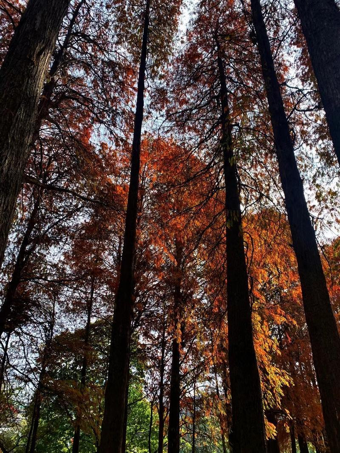 ↑流花湖公园的落羽杉