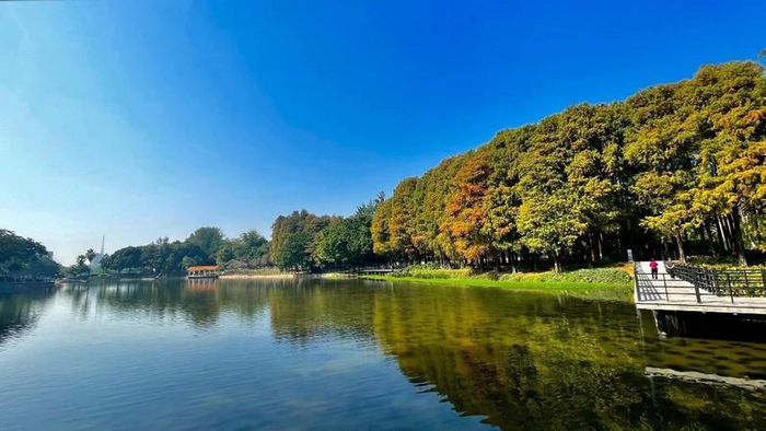 ↑麓湖公园的落羽杉