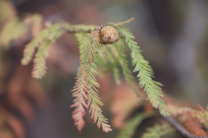 ↑成熟的落羽杉球果淡褐黄色，有白粉（李文艳摄）