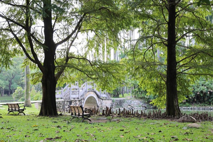 ↑落羽杉高低错落的棕红色膝状根（李文艳摄）