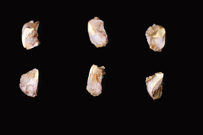 ↑落羽杉种子（李文艳摄）