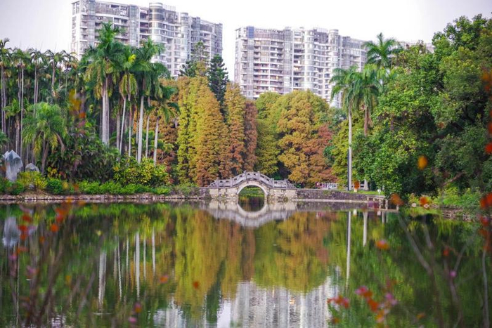 ↑华南国家植物园的落羽杉（黄洁摄）