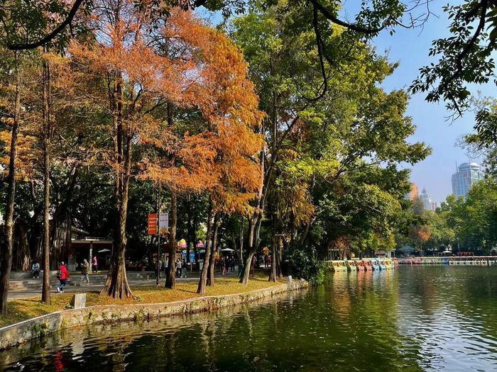 ↑越秀公园的落羽杉