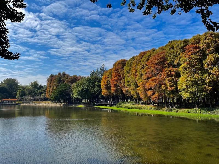 ↑麓湖公园的落羽杉