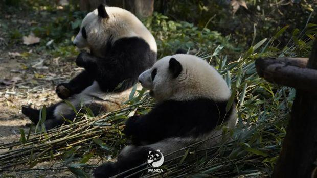 图据成都大熊猫繁育研究基地