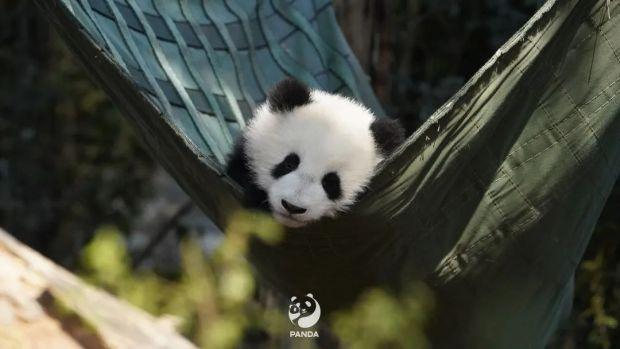 图据成都大熊猫繁育研究基地