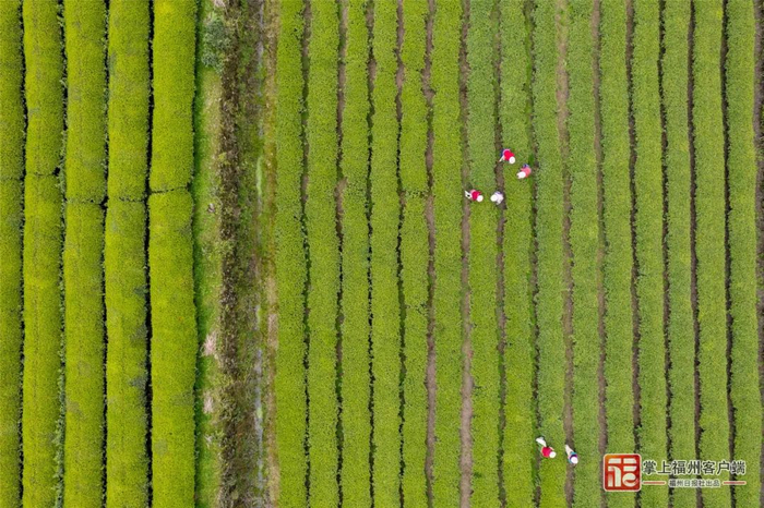 茶农采摘茶叶。林双伟 摄