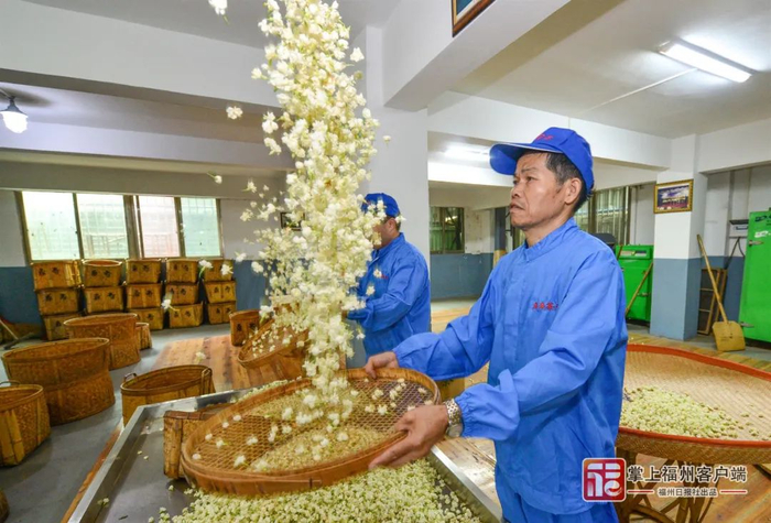 福州茉莉花茶窨制工艺要求十分严格。石美祥 摄