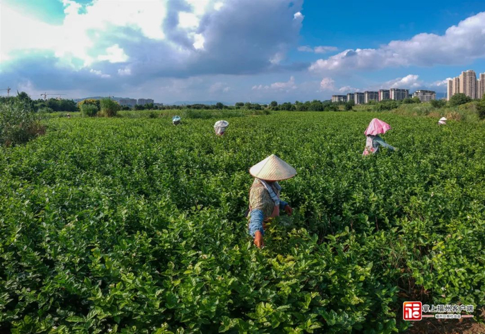 花农在花田里采摘茉莉花。（资料图）林双伟 摄