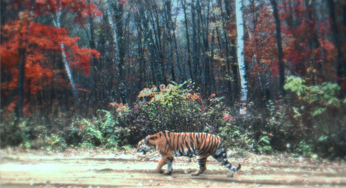 第一次拍到的东北虎“十月”