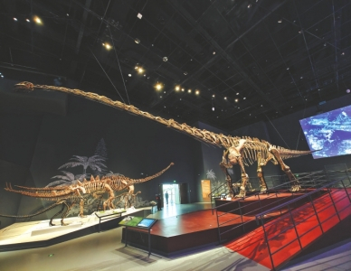 馆内展出的合川马门溪龙化石。杨涛摄