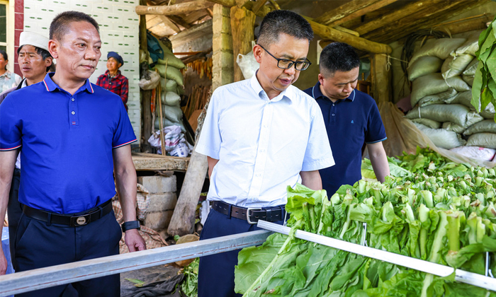 原料中心主任罗军（中）察看烤烟情况。原料供应中心供图