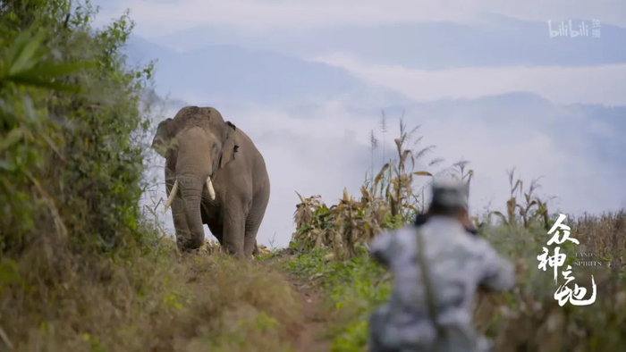 亚洲象与监测象群的护林员