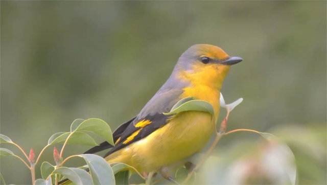 图1. 赤红山椒鸟（Pericrocotus flammeus），拍摄者：王健行