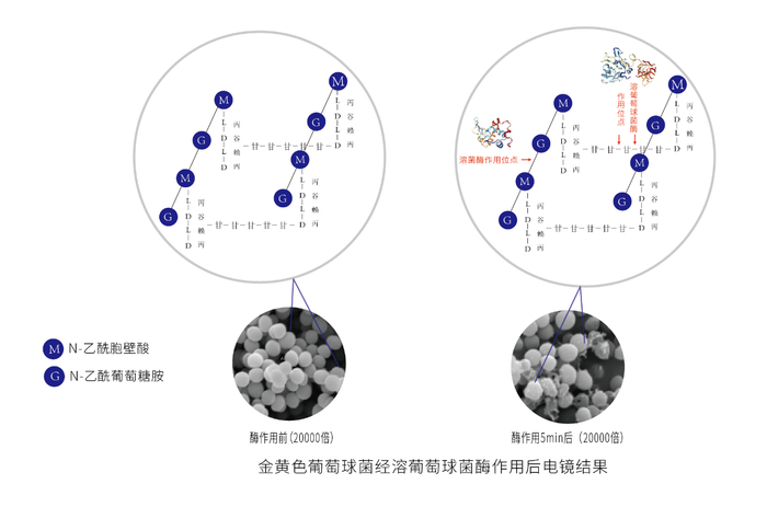 金黄色葡萄球菌经溶葡萄球菌酶作用后电镜结果示意图