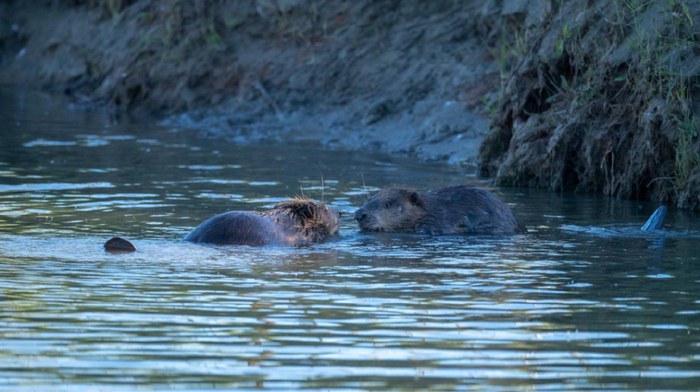 国家一级保护野生动物蒙新河狸（Castor fiber birulai）