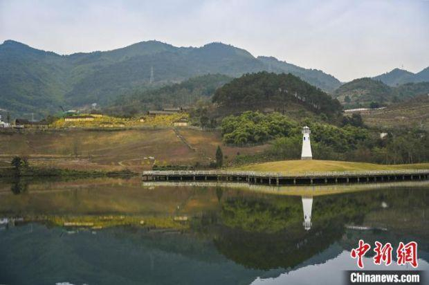 图为重庆北碚区静观镇漫山遍野的蜡梅。　重庆北碚区委宣传部供图