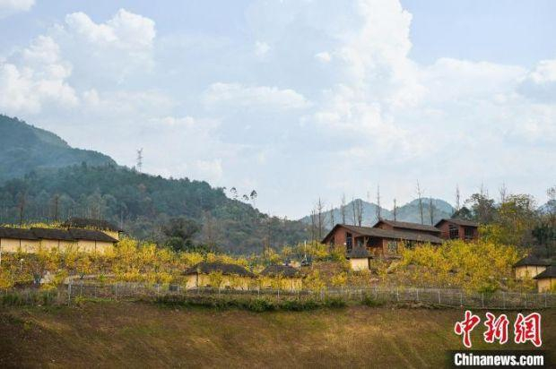 图为重庆北碚区静观镇漫山遍野的蜡梅。　重庆北碚区委宣传部供图