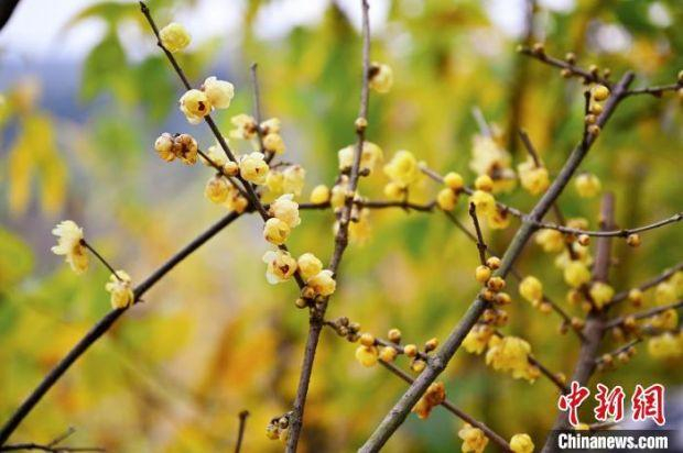 图为重庆北碚区静观镇绽放的蜡梅。　重庆北碚区委宣传部供图