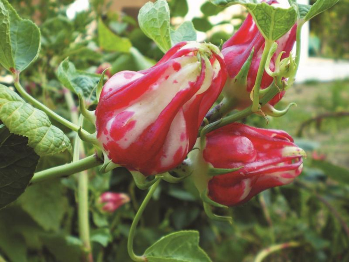 （此图片由受访单位提供）